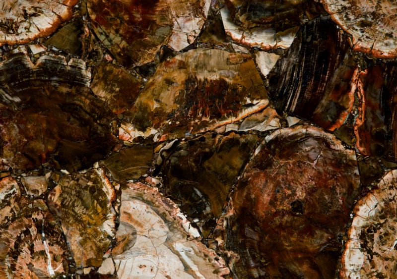 petrified wood w800 h800 petrified wood w800 h800