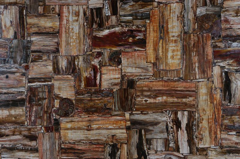 retro petrified wood w800 h800 retro petrified wood w800 h800